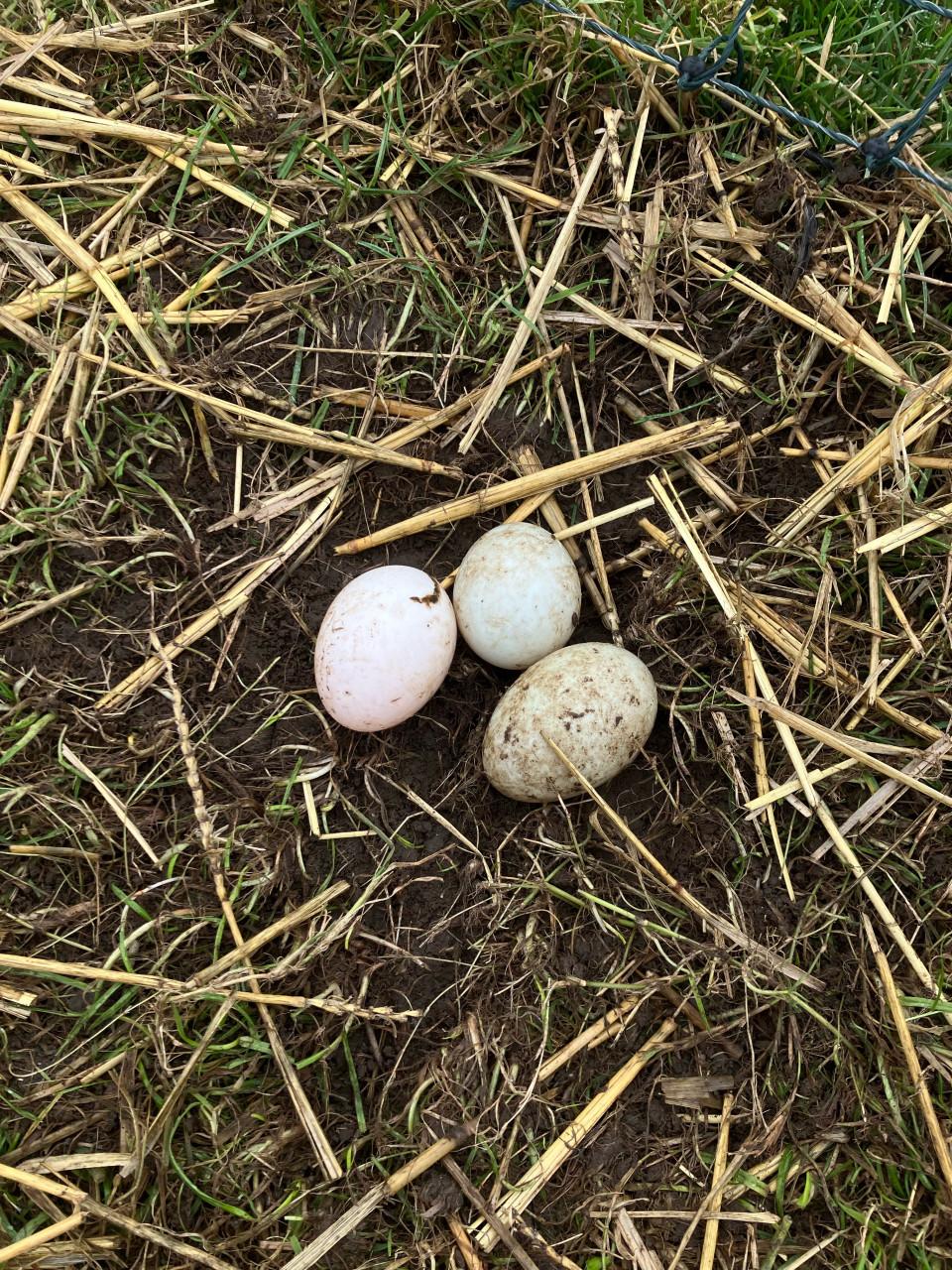 Broedeieren loopeenden