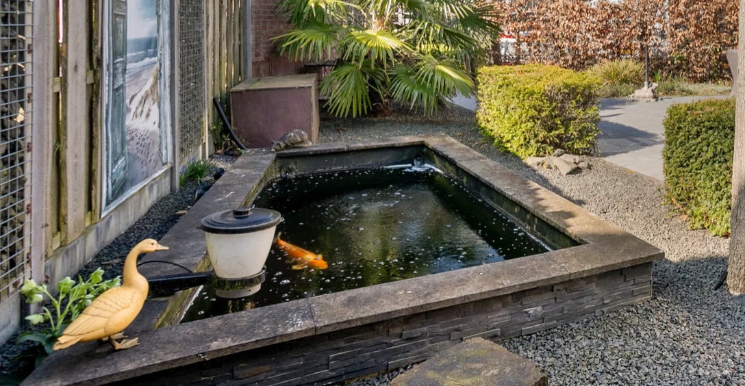 4 Koi Karpers met complete vijverinstallatie (filter & luchtpomp, UV-lamp)