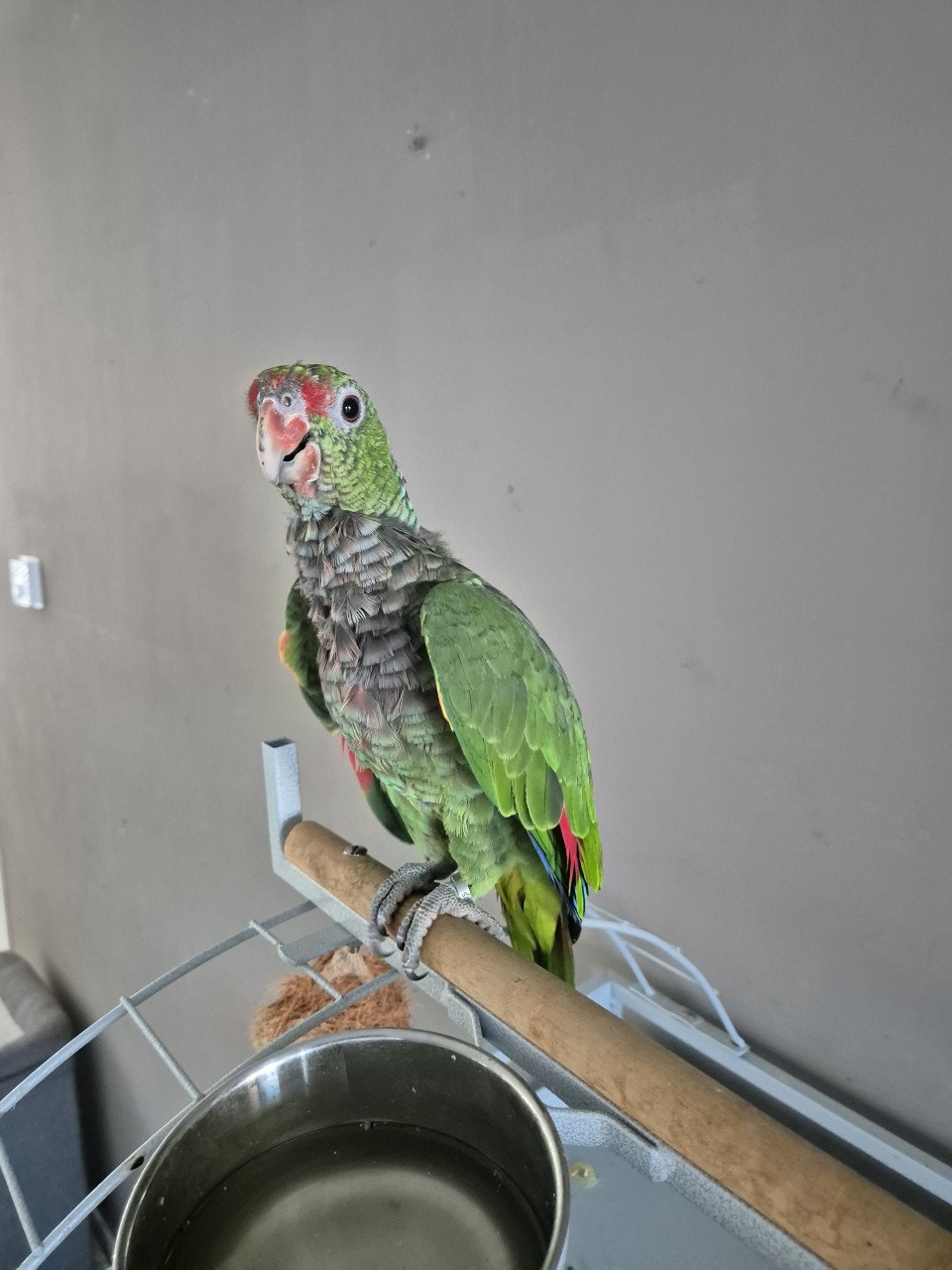 Tamme Amazone papegaai