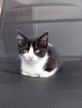 Kitten - vrouwtje - half langharig