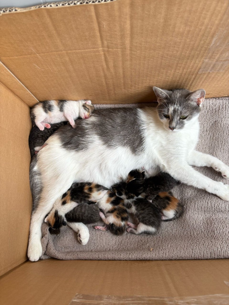 Kittens