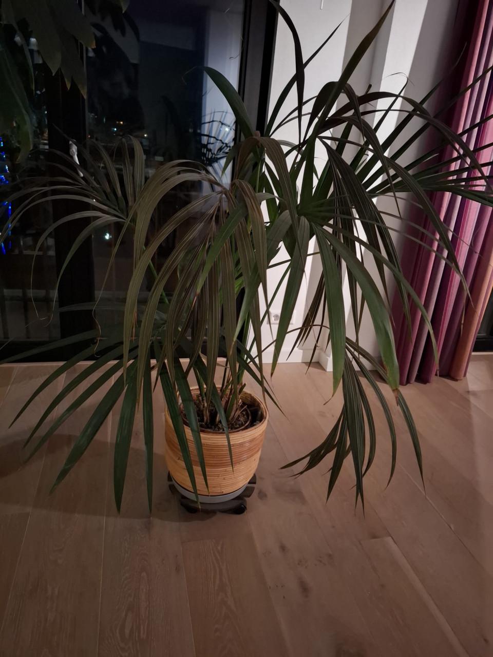 Gereserveerd Kamerplanten