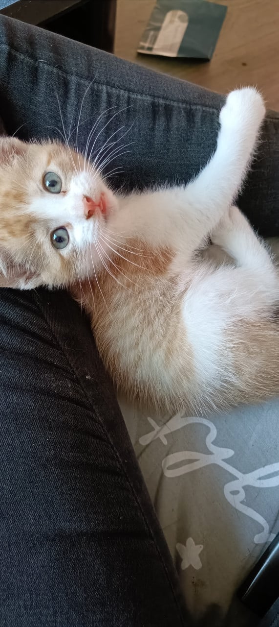2 kittens