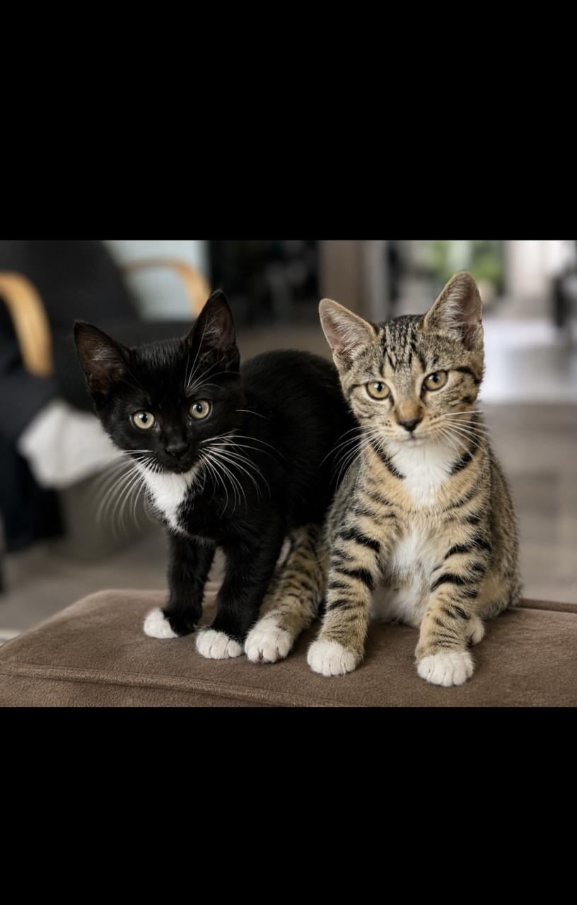 Kittens