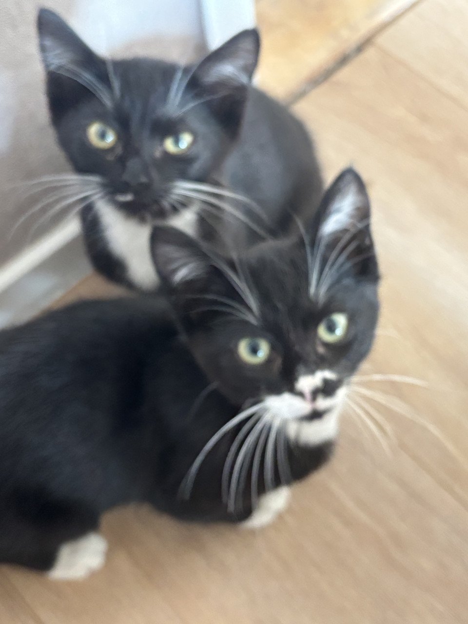 Lieve kittens
