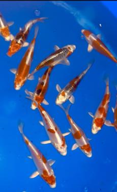 Japanse jonge Tosai koi 12-16cm