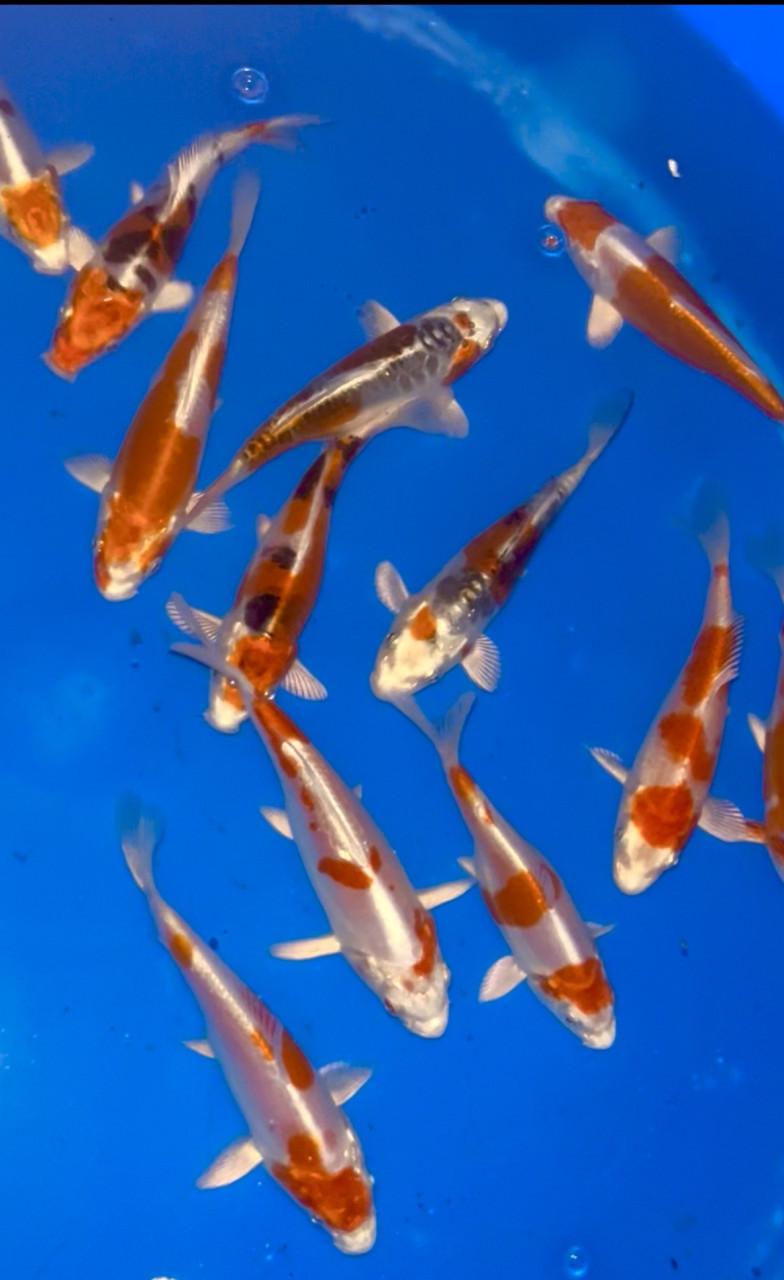 Japanse jonge Tosai koi 12-16cm