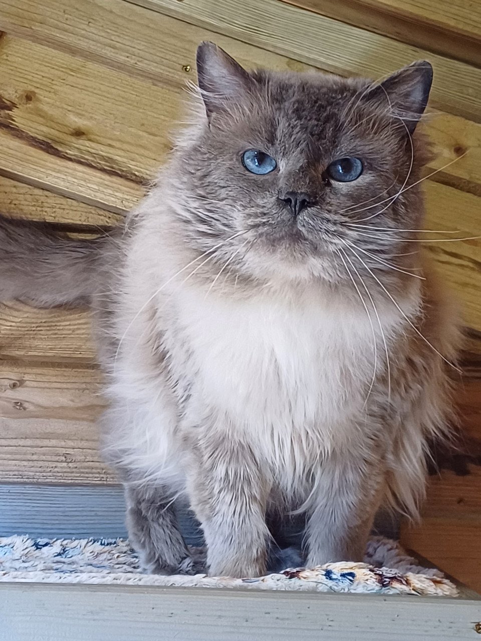 Mooie lieve Ragdoll Blue Point kater met stamboom