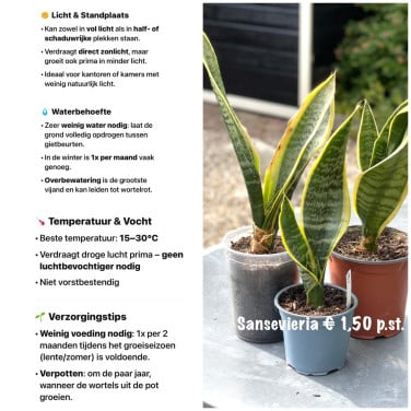 Sansevieria - makkelijke kamerplant