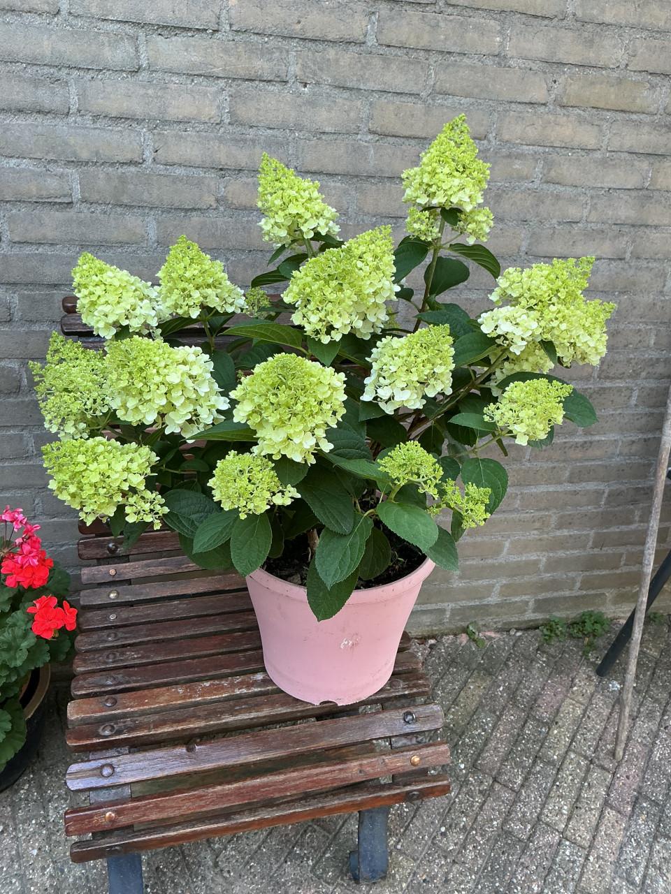 Grote pluim Hortensia