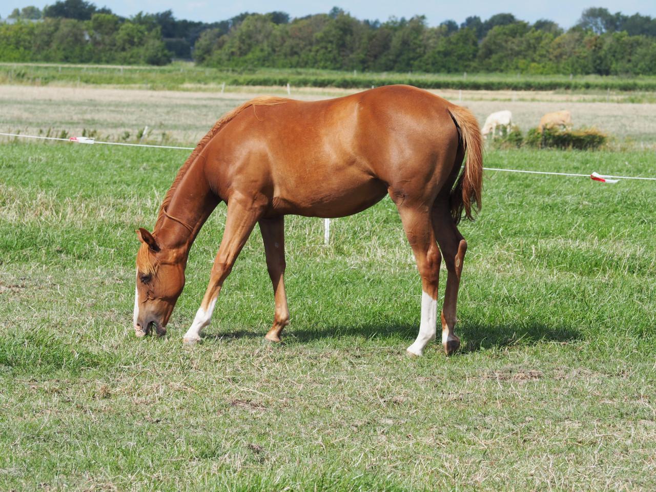 Te koop: Amerikaanse Appaloosa's