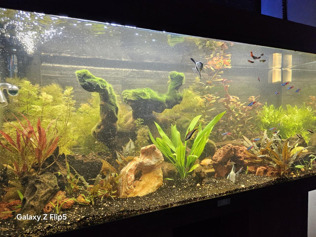 Aqarium met toe behoren