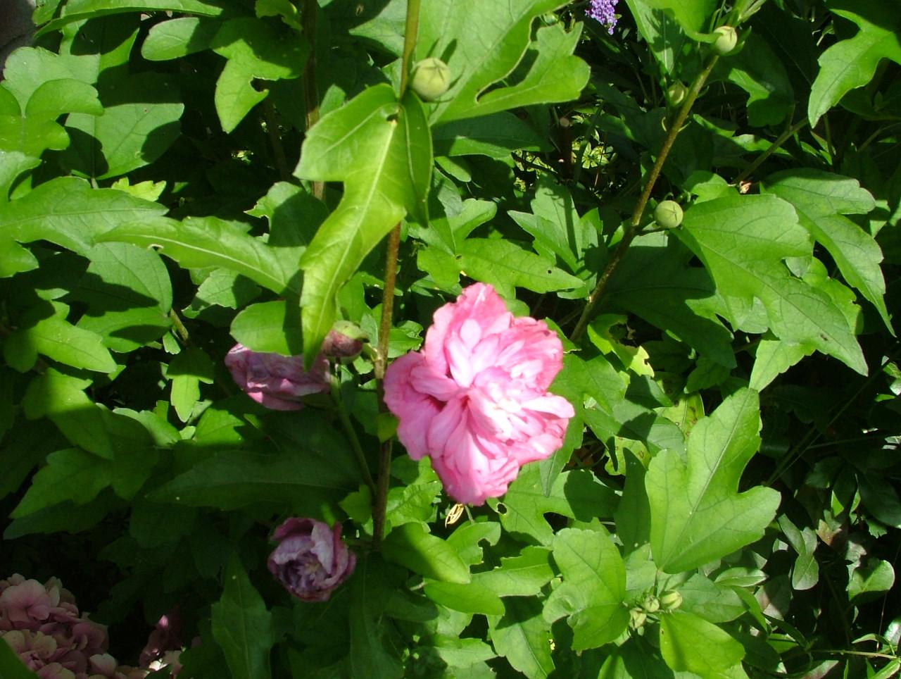 Hibiscus