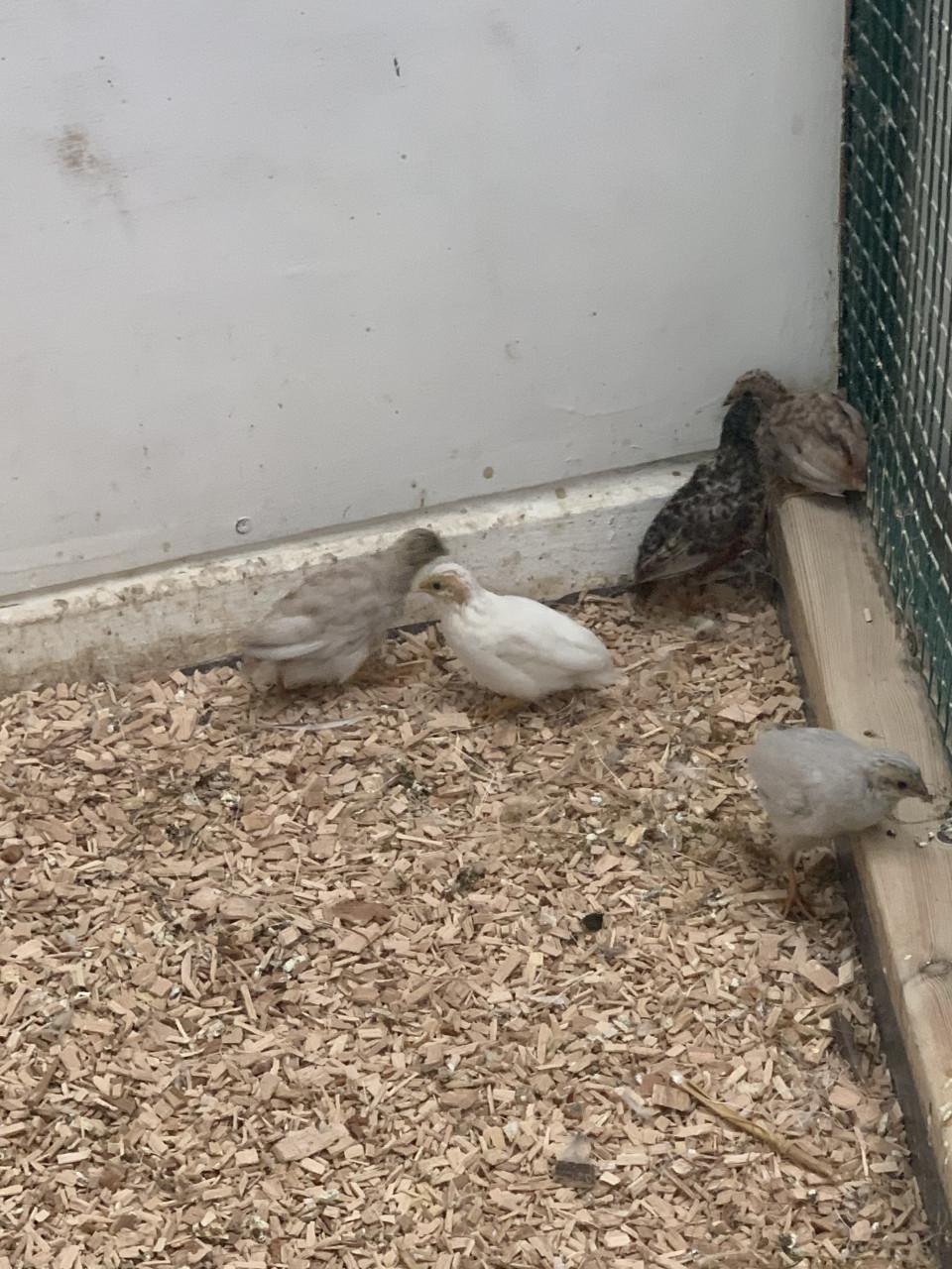 Jonge Dwerg kwartels