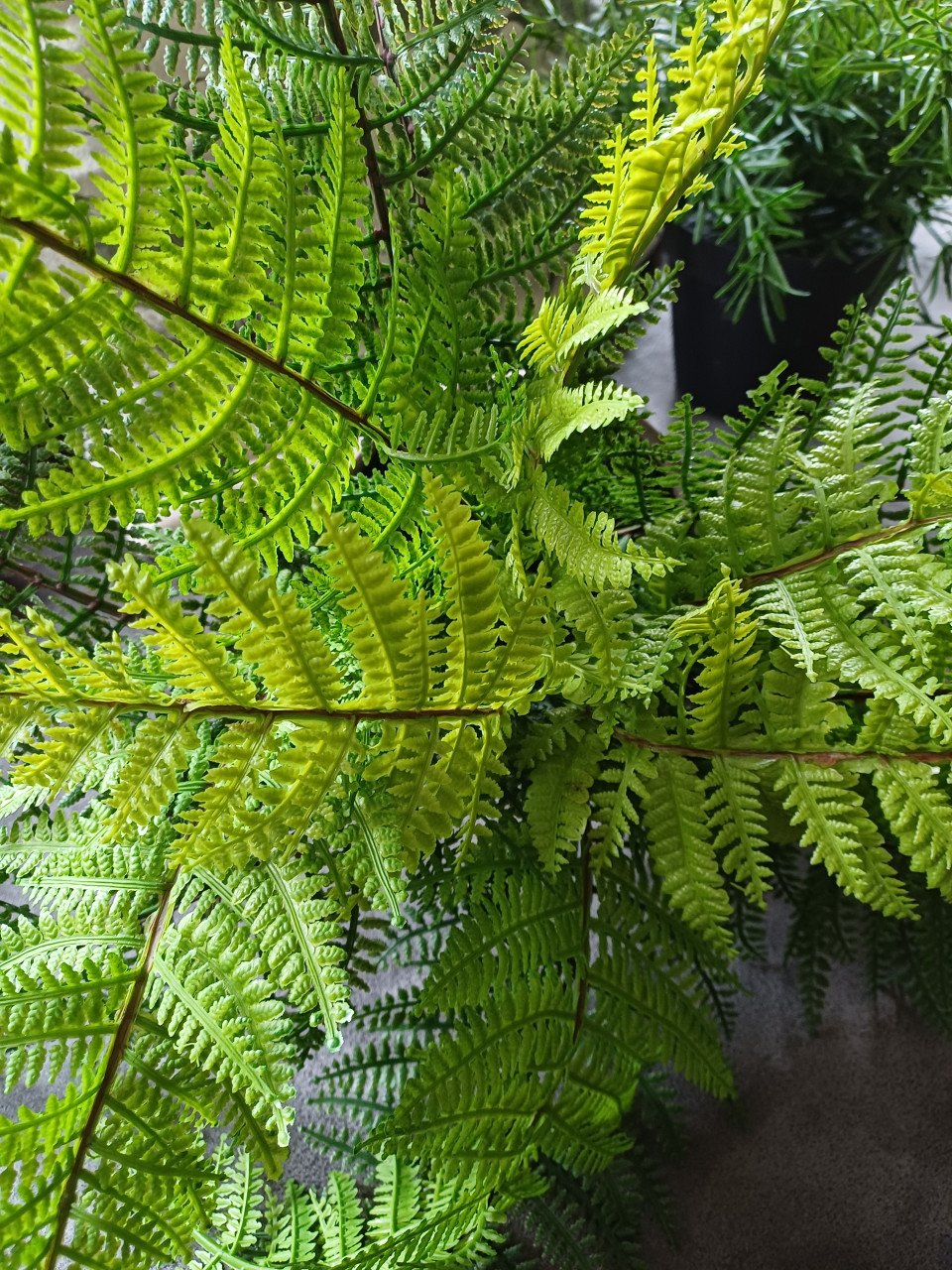 Kunst planten