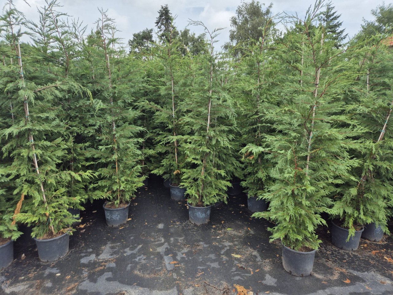 Leylandi haagconiferen in pot, tot 225 cm hoog