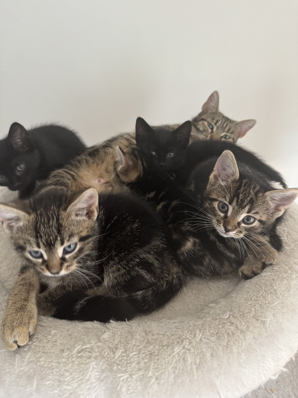 Kittens