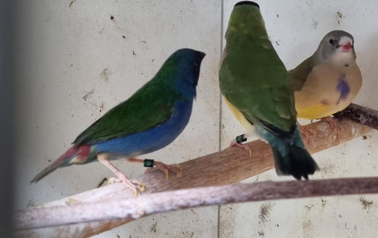 Forbes papegaai amadine man