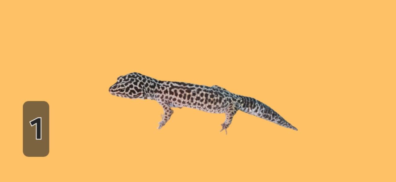 TE KOOP verschillende reptielen