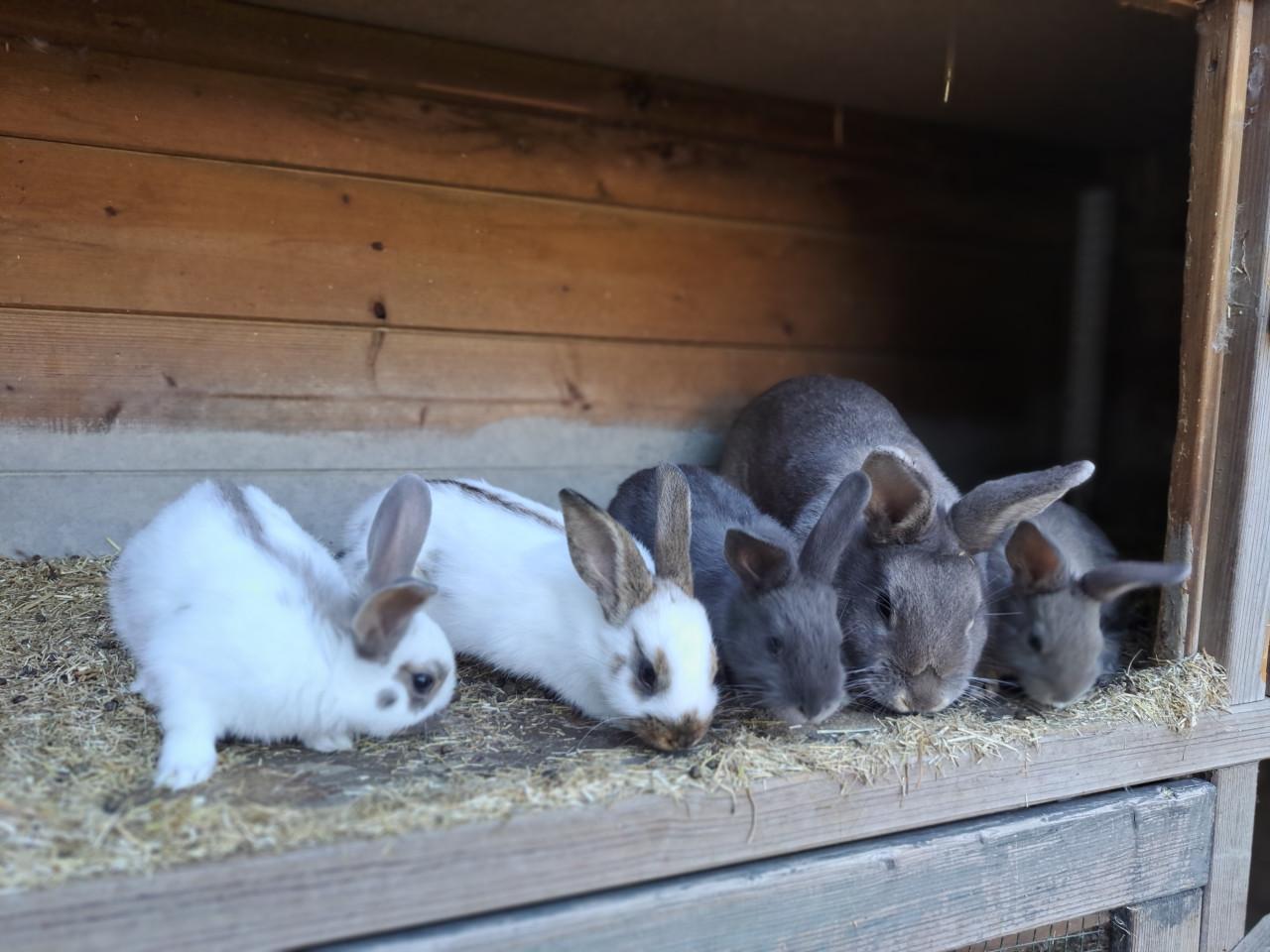 Jonge konijntjes,  Lotharinger