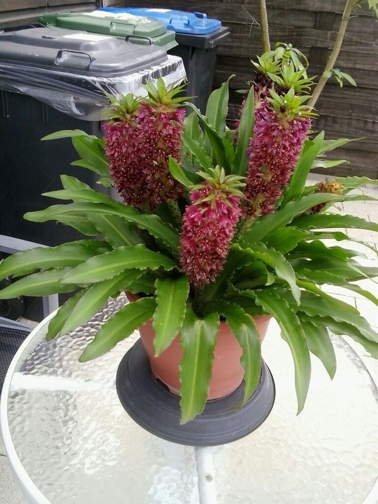 Eucomus Ananasplant