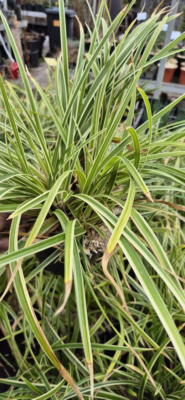 Siergras Carex ice dance