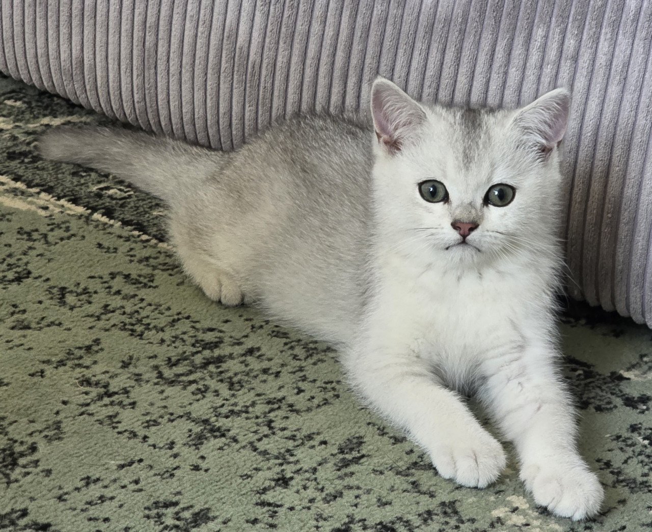 Brits korthaar Black silver shaded kitten