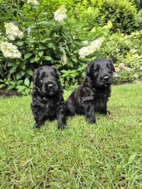 Bouvier pup