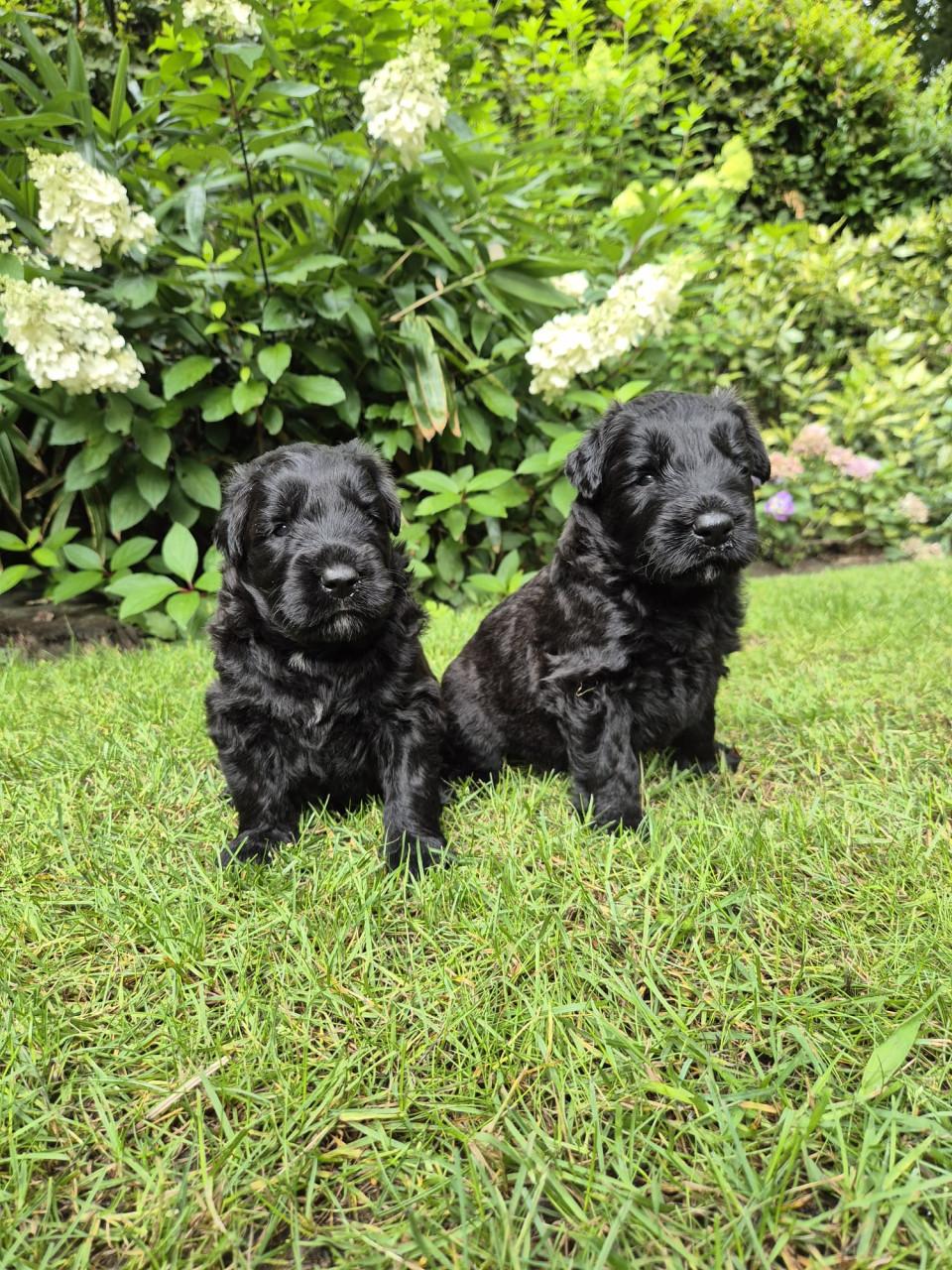 Bouvier pup