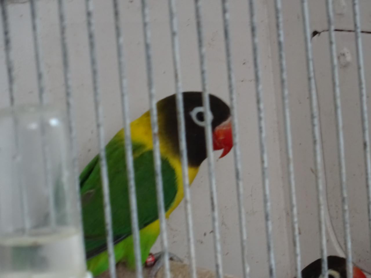 Te koop Zwartkopmaskeragapornisen Personata  twee mannen