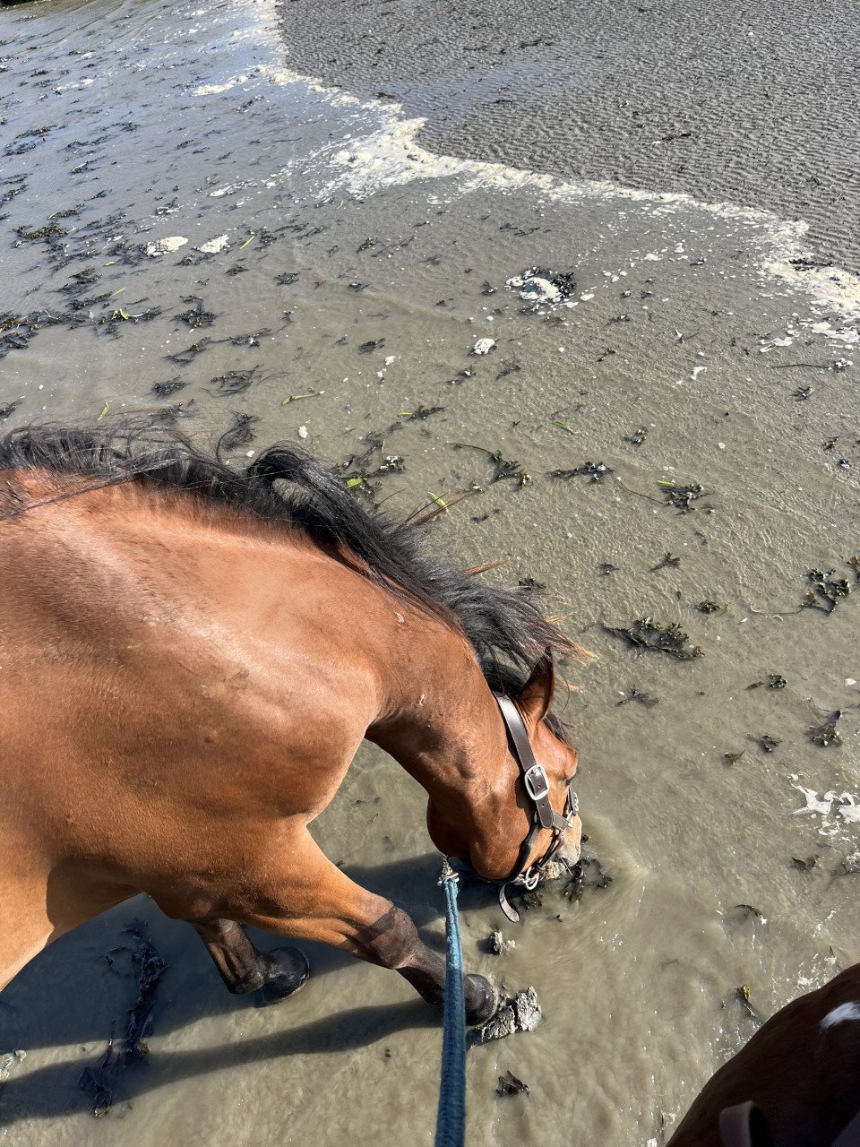 Tweejarige Partbred Arabier