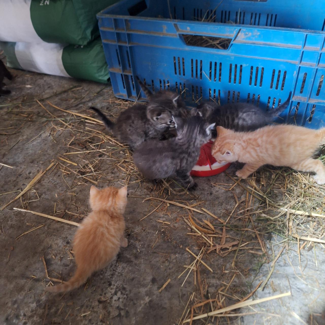 Kittens