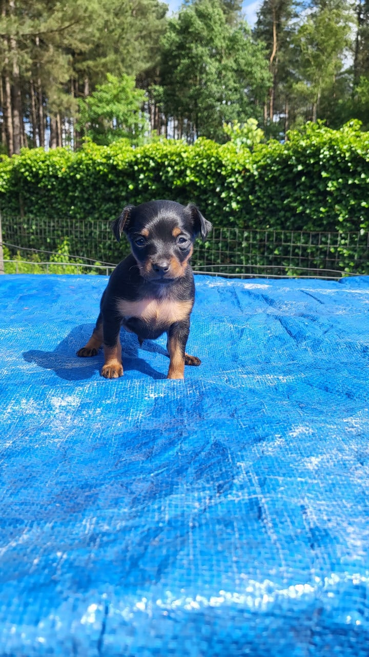 Dwergpinscher puppy's