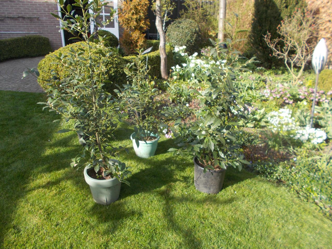 Grote Laurieren 4 stuks in  pot
