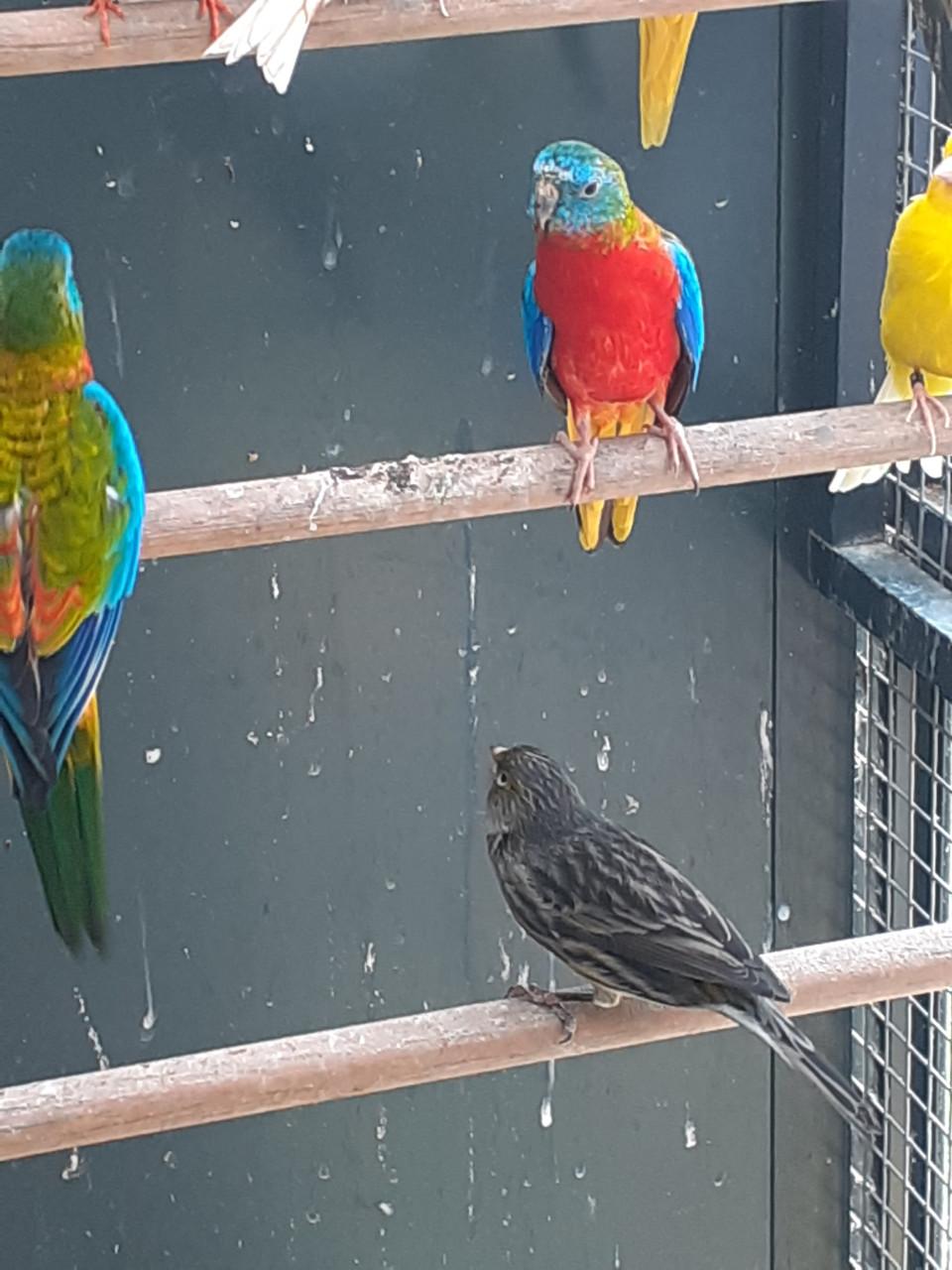 Broedrijpe  turquoisineparkiet pop 2025