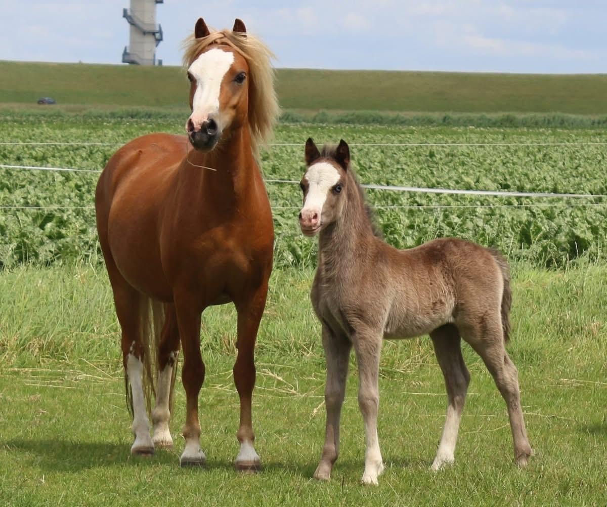 Kinderpony Welsh mountain