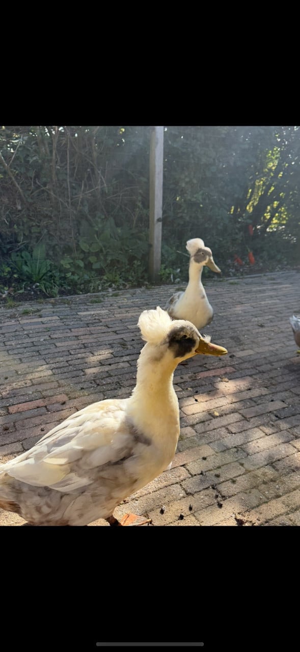 Prachtige hollandse kuifeenden