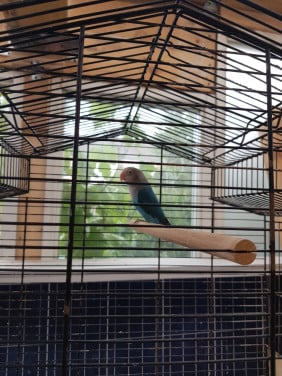Vogels