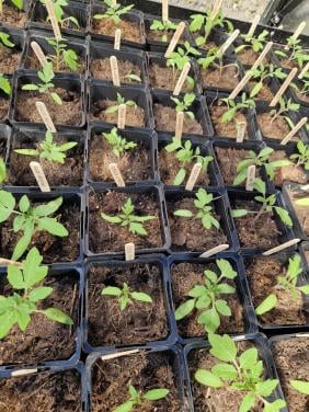 Vele rassen onbespoten tomatenplanten