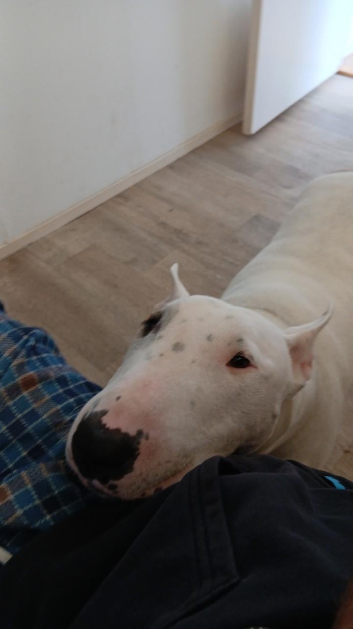Enkel gebroken, wie wil op een lieve hond d passen?