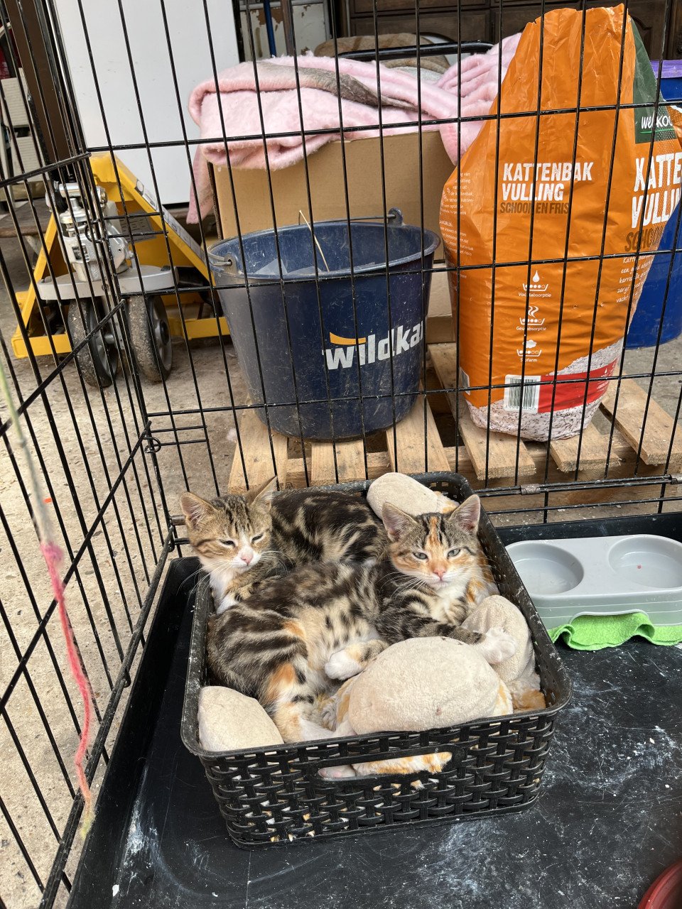 3 lieve boerderijkittens