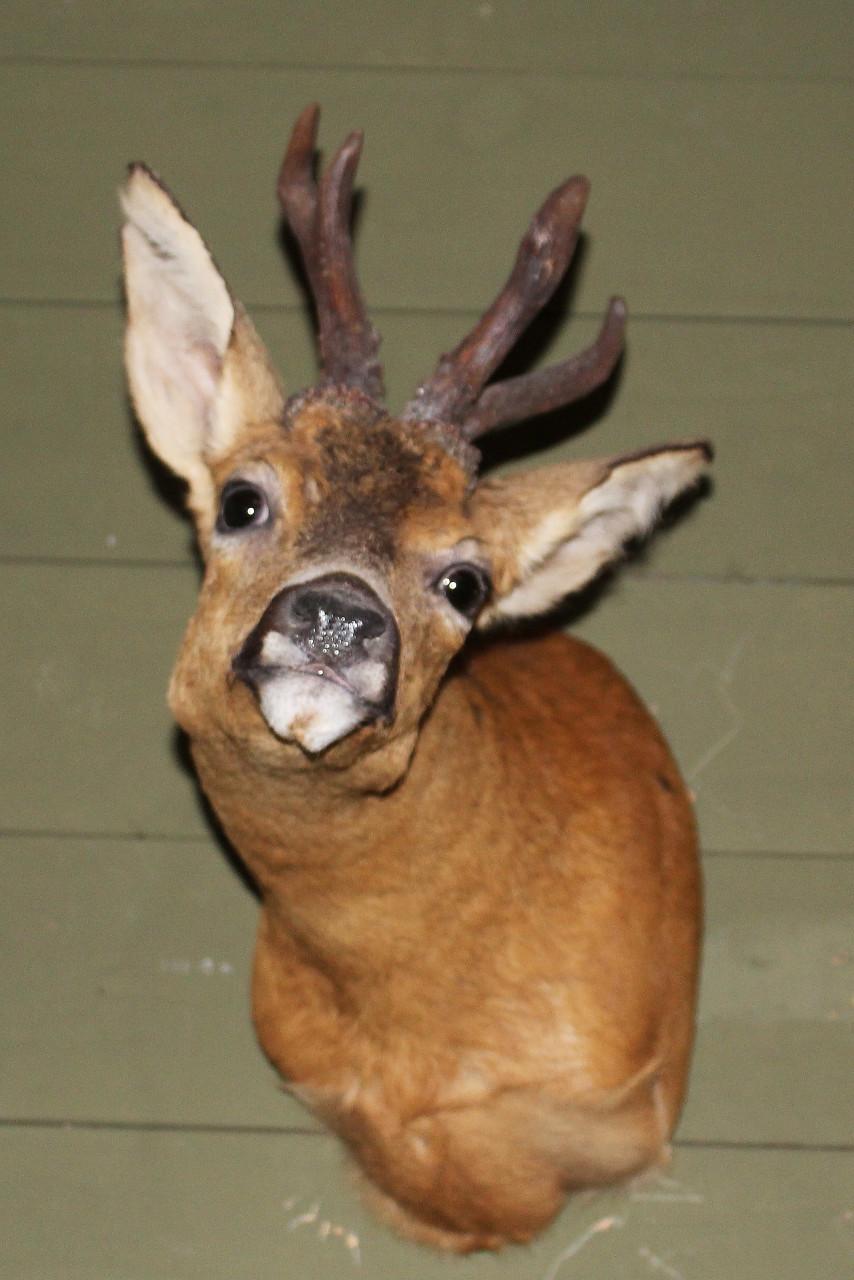 De nieuwsgierige ree