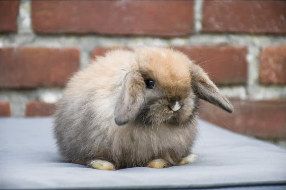 Lieve Minilops