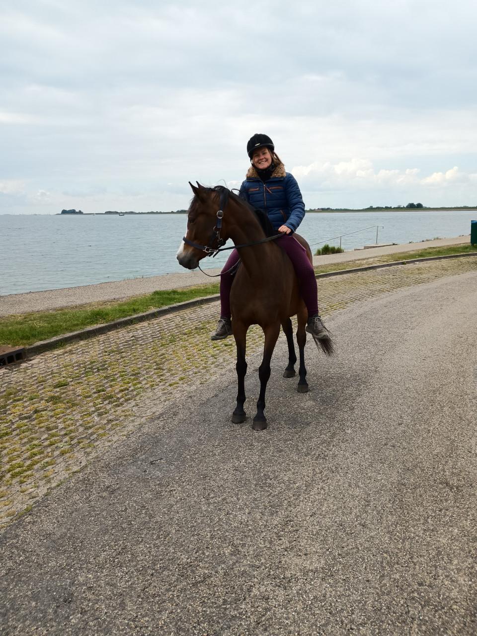 Lieve Welsh pony merrie 9 jaar 1.48 met stamboom