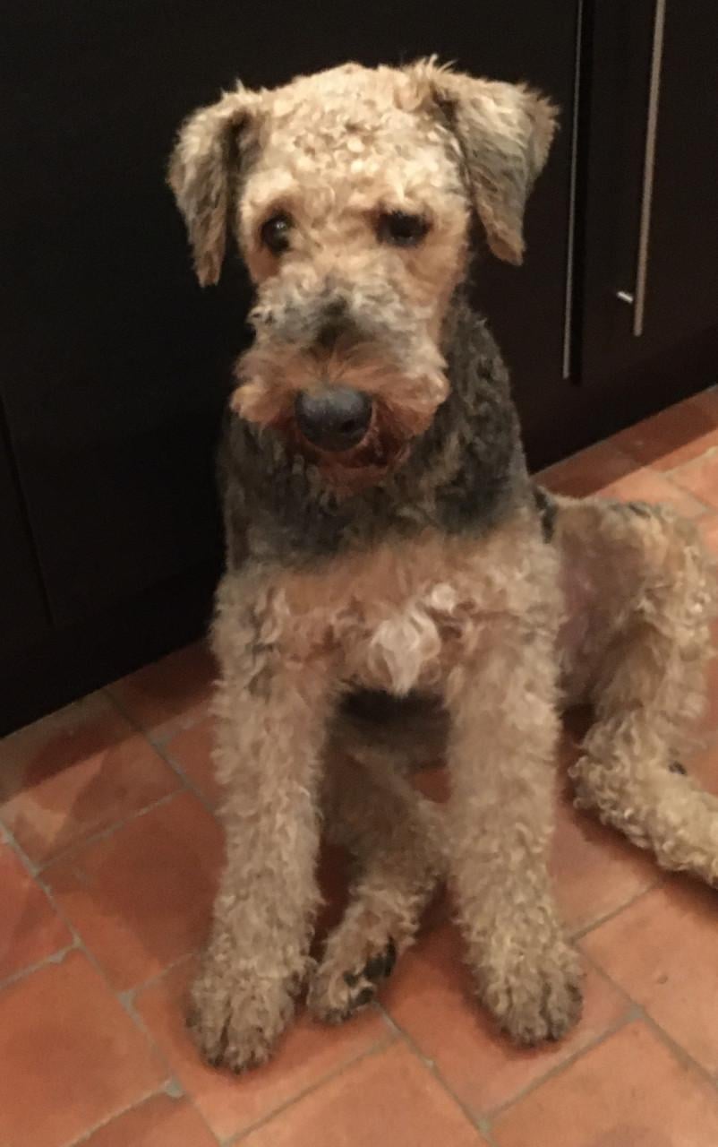 Dierentondeuse voor honden