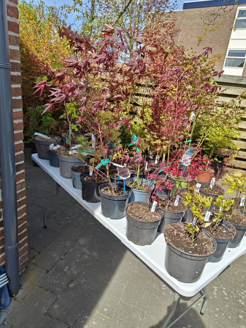Verschillende soorten Japanse esdoorns Acer palmatum