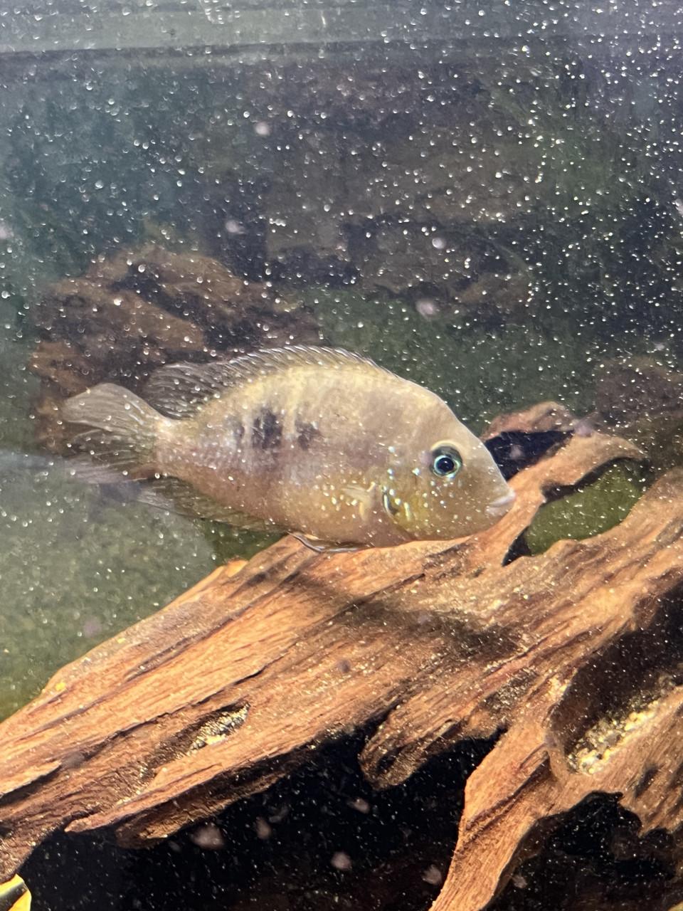 Te koop Thoricthys aureum vrouw