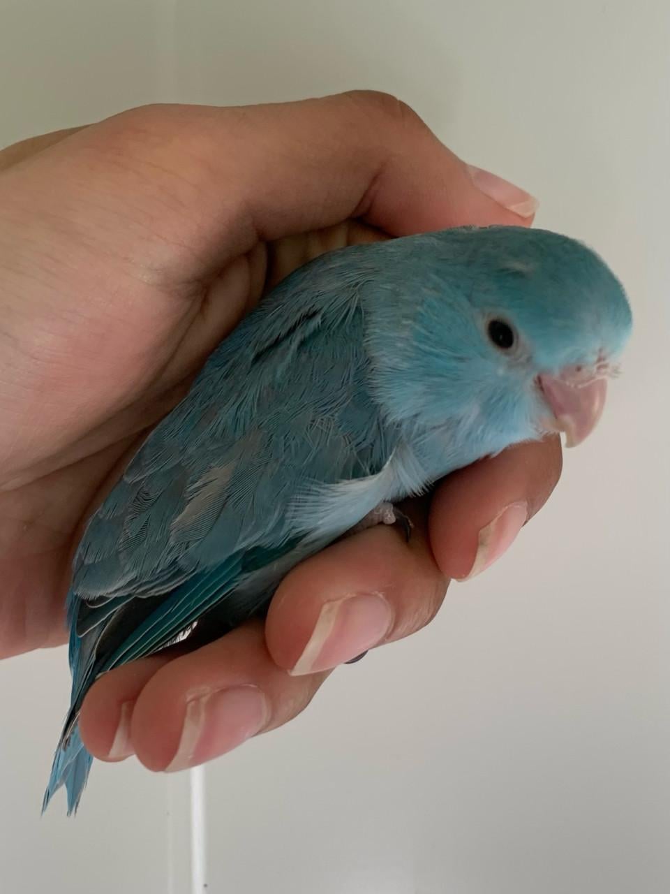 Mooi koppeltje Forpusjes blauw en wit.