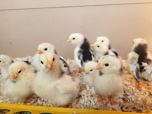 Kuikens bonte leghorn