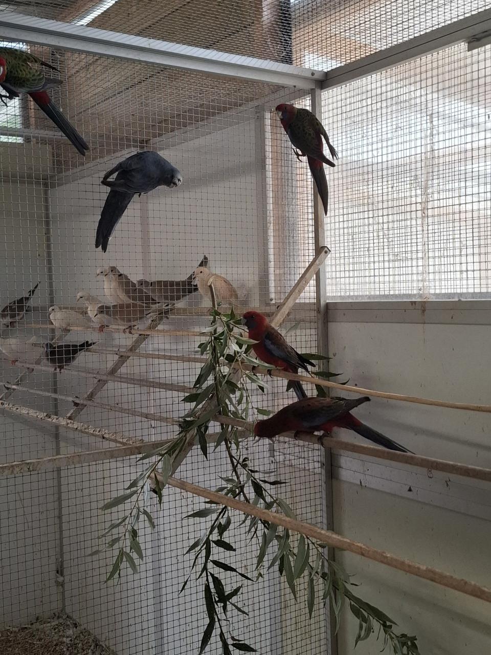 Jonge pennant rosella's